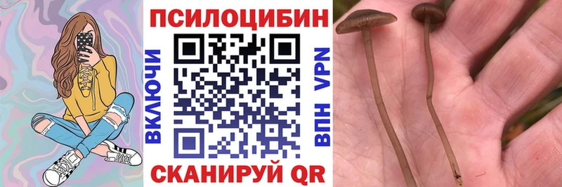 Галлюциногенные грибы GOLDEN TEACHER  Вышний Волочёк 